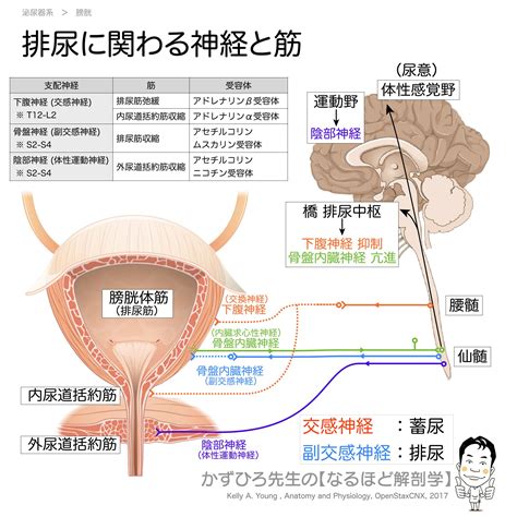 膀胱 血管